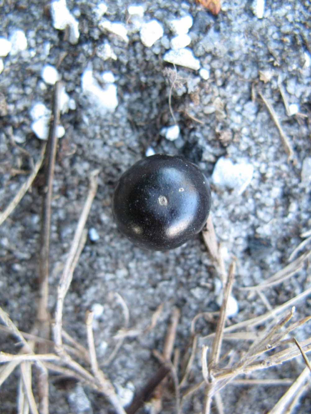              Fruit (Winter Haven, FL)       